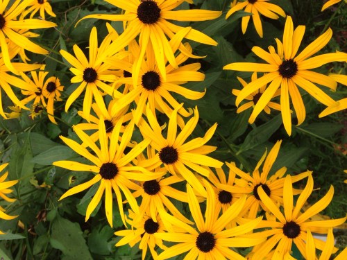 A vibrant cluster of yellow flowers with dark centers, surrounded by green foliage.