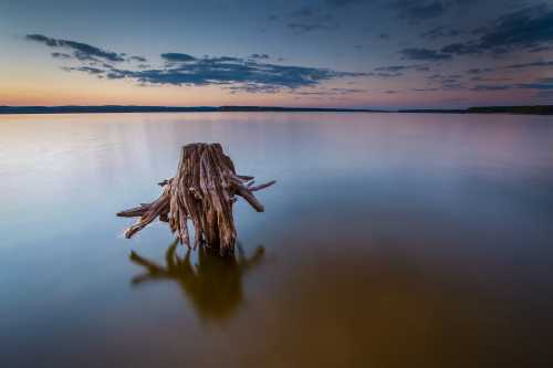 A weathered tree stump stands in calm water at sunset, with soft clouds and a colorful sky in the background.