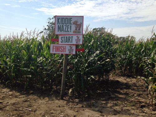 A sign for a kiddie maze in a cornfield, with arrows pointing to "Start" and "Finish." Clear blue sky above.