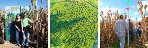 A corn maze with visitors, featuring a large maze design and people walking through tall corn stalks.