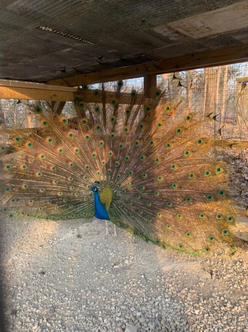 A peacock displaying its vibrant, colorful feathers in a natural setting.