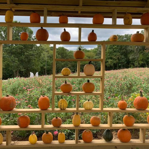 A wooden display with various pumpkins arranged in rows, set against a backdrop of trees and a field.