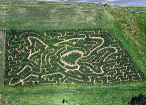 Aerial view of a corn maze featuring intricate patterns and shapes, surrounded by green fields and a road nearby.