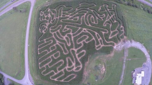 Aerial view of a large corn maze shaped like a lion, surrounded by green fields and a road.