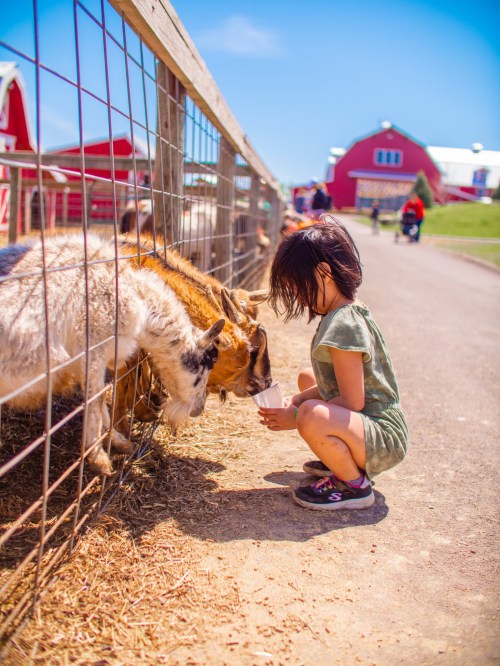 A child crouches by a fence, feeding goats at a farm on a sunny day. Red barn in the background.