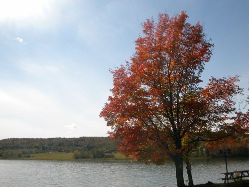 A vibrant orange tree stands by a calm lake under a clear blue sky, with green hills in the background.