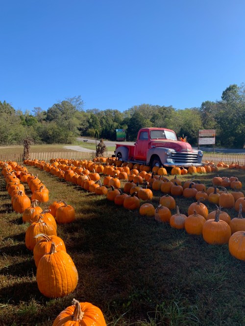 A vintage red truck surrounded by rows of bright orange pumpkins under a clear blue sky.