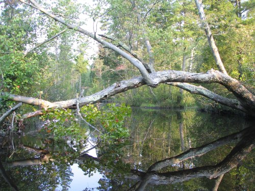 A serene river scene with a fallen tree arching over calm water, surrounded by lush greenery and reflections.