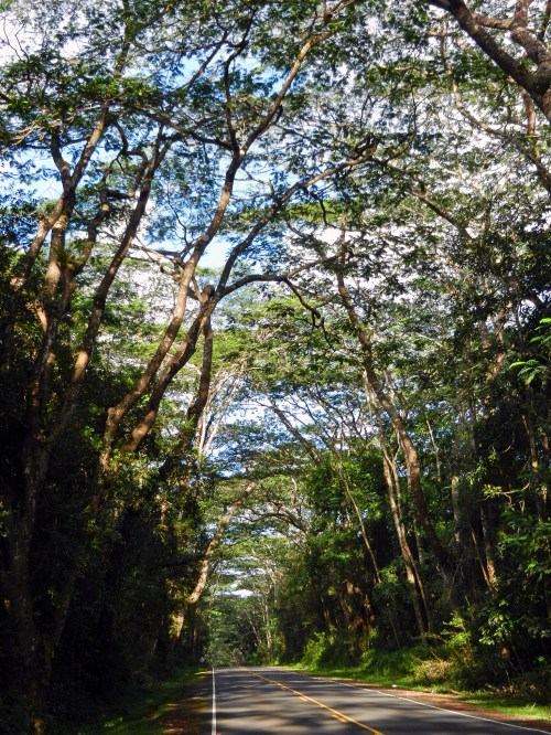 A scenic road lined with tall trees, creating a natural canopy overhead, under a bright blue sky.
