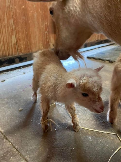A small, fluffy goat kid stands beside its mother, who gently nuzzles it in a barn setting.