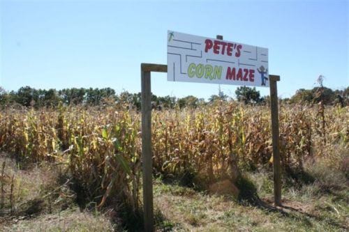 Sign for "Pete's Corn Maze" in front of a field of tall, dried corn under a clear blue sky.
