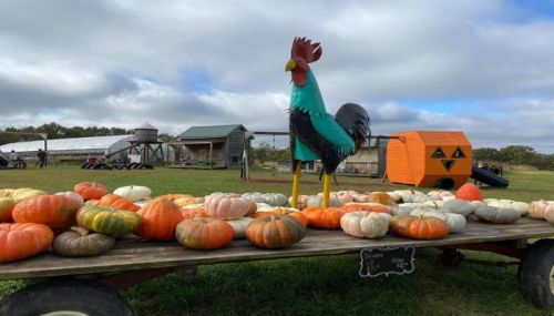A colorful rooster statue stands on a cart surrounded by various pumpkins at a farm.