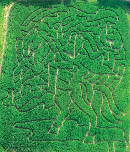 Aerial view of a green corn maze featuring a horse design amidst lush vegetation.