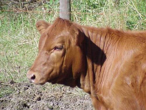 A close-up of a brown calf standing in a grassy field, with a blurred background of greenery.