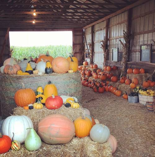 A rustic barn filled with various pumpkins and gourds displayed on hay bales and the floor, with cornfields visible outside.