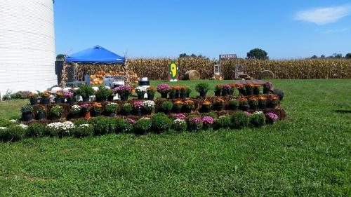 A display of colorful potted flowers in front of a cornfield, with a blue tent and hay bales in the background.