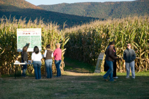 People interacting near a cornfield, with a display board and mountains in the background under a clear sky.