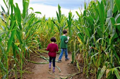 Two children walking through a corn maze, surrounded by tall green corn stalks under a cloudy sky.