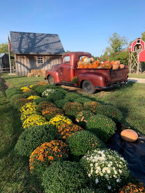 A vintage red truck filled with pumpkins parked beside colorful mums and a rustic barn under a clear blue sky.