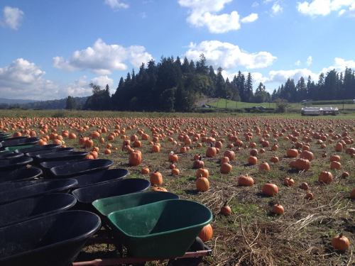 A pumpkin patch with numerous pumpkins scattered across a field, with wheelbarrows in the foreground and trees in the background.