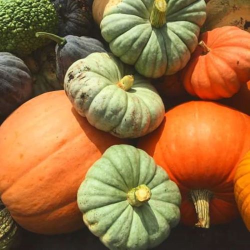 A variety of pumpkins in different colors and sizes, including green, orange, and purple, arranged together.