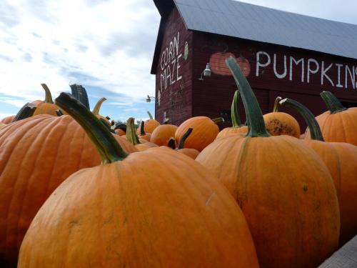 A field of orange pumpkins in front of a red barn with "Pumpkins" painted on it under a cloudy sky.