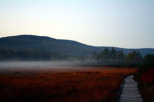 A misty landscape at dawn, featuring a wooden path through tall grasses and distant mountains under a soft blue sky.