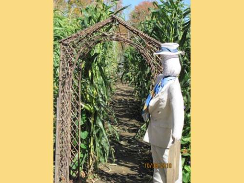 A scarecrow stands under a decorative archway in a cornfield, surrounded by tall corn plants.