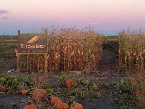 A corn maze sign stands in front of tall corn stalks, with pumpkins scattered on the ground at sunset.