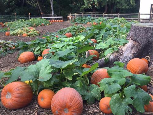 A pumpkin patch with numerous orange pumpkins growing among green leaves and vines, surrounded by trees.
