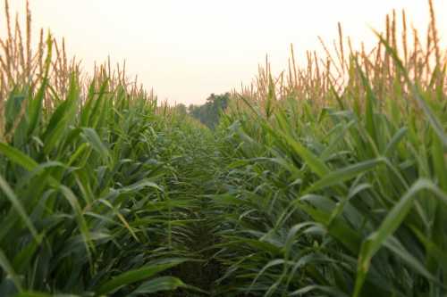 A narrow path through tall corn plants, with green leaves and golden tassels under a soft, hazy sky.