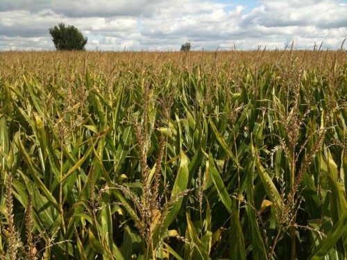 A vast field of tall corn plants under a cloudy sky, with a few trees in the background.