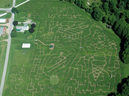 Aerial view of a corn maze in Vermont, featuring paths shaped like various farm-themed designs and text.