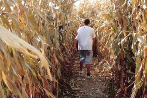 A person walks through a narrow path in a tall cornfield, surrounded by golden corn stalks.