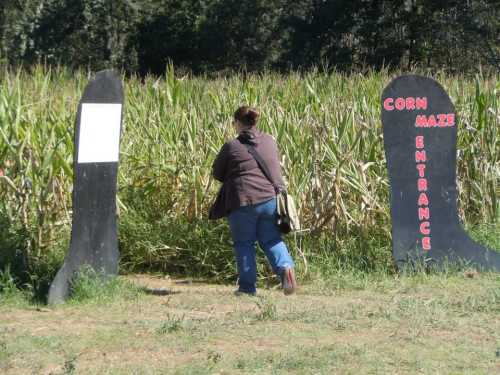 A person walks towards the entrance of a corn maze, flanked by two black signs that read "Corn Maze Entrance."