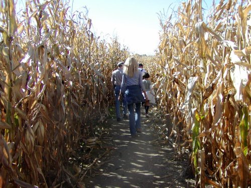 A group of people walking through a narrow path in a cornfield on a sunny day.