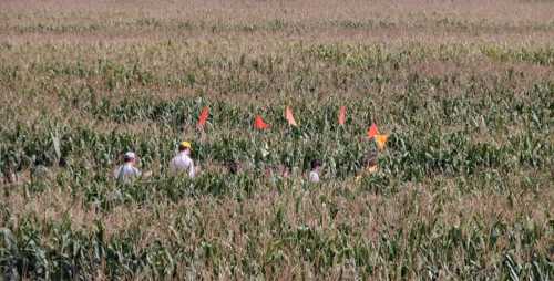 Three people walk through a cornfield marked with colorful flags, surrounded by tall corn plants.