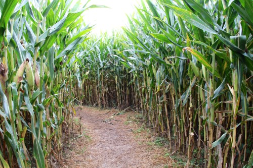 A narrow path winding through tall, green corn stalks in a corn maze.