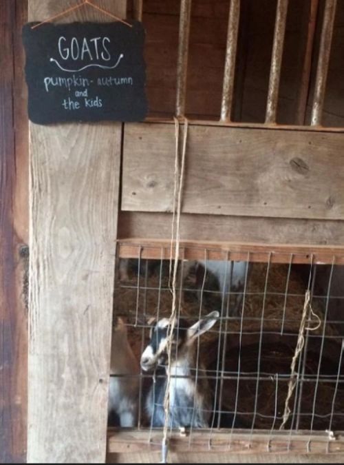 A wooden barn with a sign reading "Goats: Pumpkin, Autumn, and the kids," featuring goats peeking through a fence.