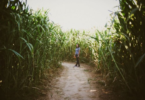 A person stands on a path in a tall cornfield, surrounded by green stalks under a clear sky.