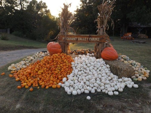 A display of orange and white pumpkins at Pleasant Valley Farms, surrounded by hay and autumn scenery.