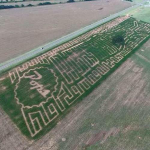 Aerial view of a large corn maze with intricate patterns and designs in a green field.