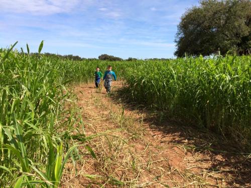Two children walk through a tall green cornfield on a sunny day, surrounded by lush vegetation.