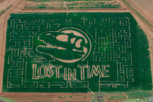 Aerial view of a corn maze featuring a dinosaur skull and the words "Lost in Time" carved into the greenery.