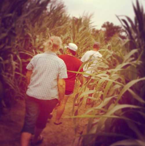 Three people walking through a tall cornfield, surrounded by green stalks under a cloudy sky.