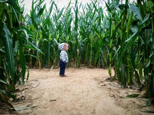 A young child stands in a corn maze, surrounded by tall green corn stalks on either side.