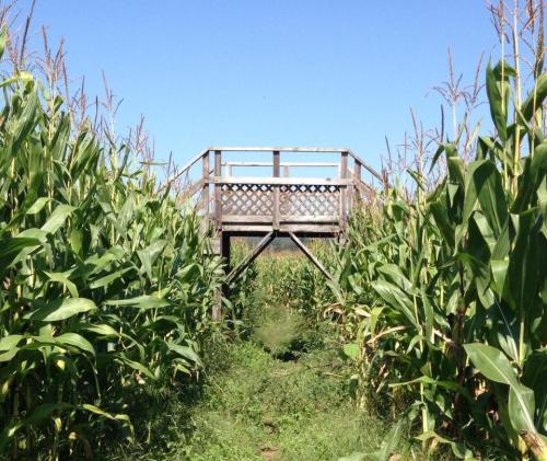 A wooden observation platform surrounded by tall corn plants under a clear blue sky.