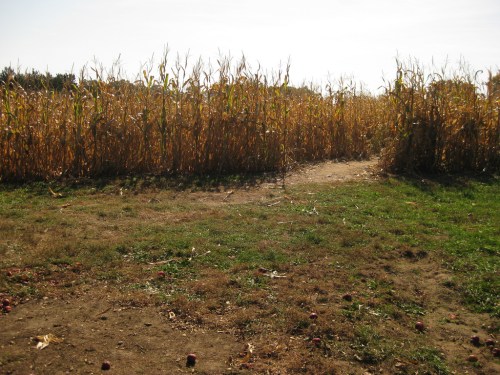 A path through a field of tall, dry corn stalks under a clear sky, with scattered apples on the ground.