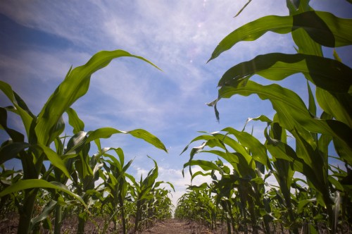 A view of tall corn plants stretching towards a blue sky with wispy clouds, creating a lush green pathway.