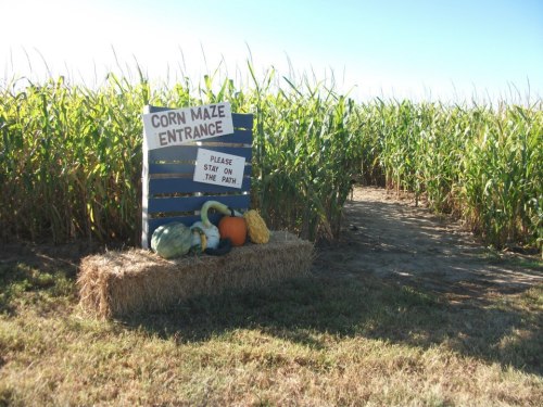 A corn maze entrance with a sign and decorative pumpkins on a hay bale, surrounded by tall corn plants.
